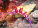 Flabellina rubrolineata