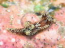 Goniodoris joubini