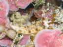 Dermatobranchus forutunatus