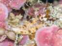 Dermatobranchus forutunatus