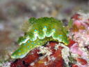 Ceratosoma sinuatum