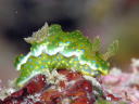 Ceratosoma sinuatum