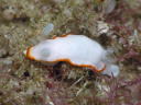 Goniobranchus albonares