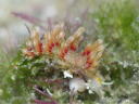 Cratena sp. cf. affinis