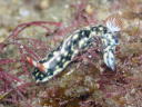 Hypselodoris infucata