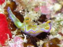 Ceratosoma tenue