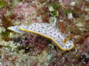 Chromodoris aspersa