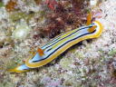 Chromodoris colemani