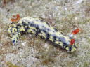 Hypselodoris infucata