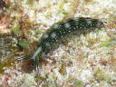 Thuridilla splendens