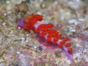 Flabellina rubropurpurata