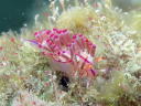 Flabellina rubrolineata