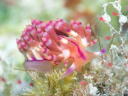 Flabellina rubrolineata