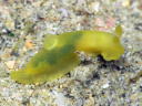 Gymnodoris inornata