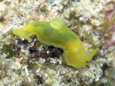 Gymnodoris inornata