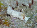 Aeolidiella alba