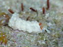 Aeolidiella alba