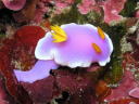 Hypselodoris apolegma