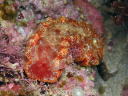 Hexabranchus sanguineus