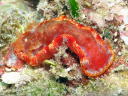 Hexabranchus sanguineus