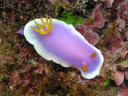 Hypselodoris apolegma