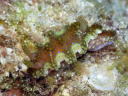 Ceratosoma sinuatum