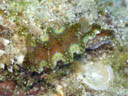 Ceratosoma sinuatum