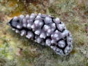 Phyllidiella granulatus