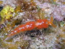 Facelina sp. 1