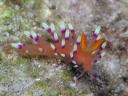 Flabellina exoptata