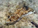 Glossodoris atromarginata