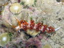 Flabellina sp. 2