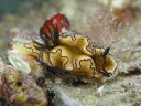 Glossodoris atromarginata