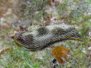 Chromodoris lineolata