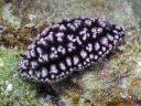 Phyllidiopsis fissuratus