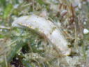 Dermatobranchus fasciatus