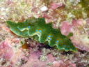 Ceratosoma sinuatum