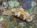 Glossodoris cincta