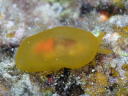 Berthellina citrina