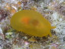 Berthellina citrina