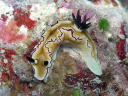 Glossodoris atromarginata