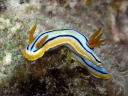 Chromodoris colemani