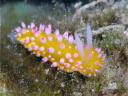 Cadlinella ornatissima