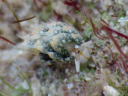 Costasiella kuroshimae