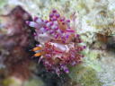 Flabellina rubrolineata