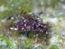 Haminoea sp. 1