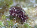 Haminoea sp. 1