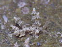 Eubranchus rubropunctatus