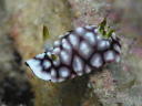 Goniobranchus geometrica