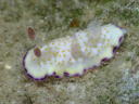 Goniobranchus rufomaculata